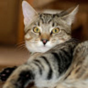 Meet your Posher, Max